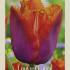 Tulipa Fringed Louvre Orange x7 12/+