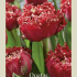 Tulipa Fringed Quatar x7 12/+