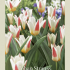 Tulipa Kaufmania Johan Straus x7 12/+