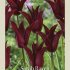 Tulipa Lilyflowering Sarah Raven x7 12/+