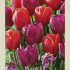Tulipa Mixed Powerful x10 12/+