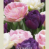 Tulipa Mixed Sensation x10 12/+
