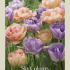 Tulipa Mixed Sky's Colour x10 12/+