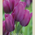 Tulipa Multiflowering Night Club x7 12/+