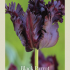 Tulipa Parrot Black Parrot x7 12/+