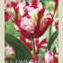Tulipa Parrot Estella Rijnveld x7 12/+
