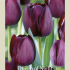 Tulipa Single Late Queen of Night x7 12/+