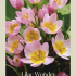 Tulipa Specie Bakeri Lilac Wonder x10 6/7