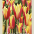 Tulipa Specie Clusiana Tubergiana x10 6/7