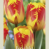 Tulipa Triumph Banja Luka x7 12/+