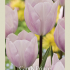 Tulipa Triumph Candy Prince x7 12/+