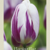 Tulipa Triumph Flaming Flag x7 12/+
