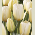 Tulipa Triumph Francoise x7 12/+
