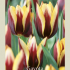 Tulipa Triumph Gavota x7 12/+