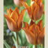 Tulipa Triumph Request x7 12/+