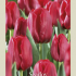 Tulipa Triumph Seadov x7 12/+