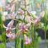 Martagon Pink Morning  14/16