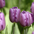 Purple Flag 10/+