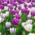 Purple Flag 10/+