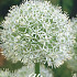 Allium Mount Everest x2 24/+