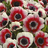 Anemonen Cor. Bicolor x20 5/6