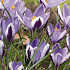 Crocus Spring Beauty x10 5/6
