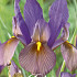 Iris Hollandica Black Beauty x10 8/9