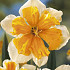 Narcis Splitcrown Orangery x5 14/16