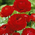 Ranunculus Asiaticus Red x10 6/7