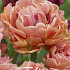 Tulp Double Late Copper Image x5 12/+