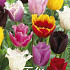 Tulp Fringed Mixed x10 12/+