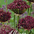 Allium Atropurpureum x10 10/12