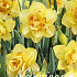 Narcis Double Tahiti x12 14/16