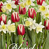 Tulipa/Narcissus Fairy Tale x20 12/+