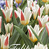 Tulp Kaufmania Johann Strauss x15 12/+