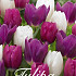 Tulp Triumph Twinkling x15 12+