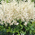 Astilbe White x 1 I .