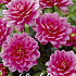 Dahlia Border Bluesette x 1 I .