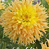 Dahlia Cactus Mingus Joshua x 1 I .