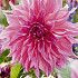 Dahlia Deco. Cafe au Lait Ros I