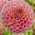 Dahlia Pompon Natalie G x1 I