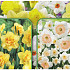 Narcissus 120 x 40 .