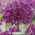 Allium Purple Rain x 3  10/12