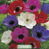 Anemone de Caen Mix x10 5/6
