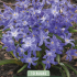 Chionodoxa Luciliae x10 5/6