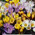 Crocus Botanical Mixed x10 7/8