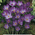 Crocus Ruby Giant x 10 5/7