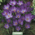 Crocus Ruby Giant x 10 5/7
