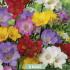 Freesia Mixed x8 5/6