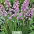 Hyacinthoides Hispanica Pink x5 8/9